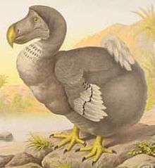 Picture of the now extinct bird the dodo