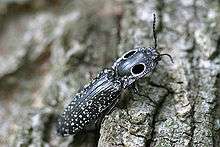 A photo of a small beetle on the bark of a tree trunk.
