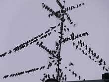 Starlings on wires
