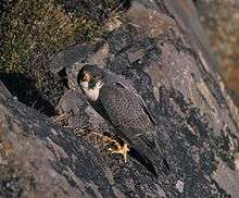 A black falcon with a white chin clings to the side of a black cliff.