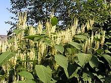 A group of plants with broad dark green leaves and vertical clusters of many small cream-colored flowers.