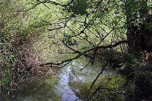 A small stream is nearly concealed by a thick tangle of shrubs and trees overhanging the water.