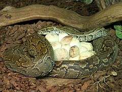 snake around eggs
