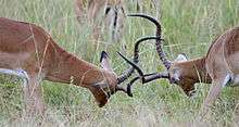 Males lock horns in a mating fight