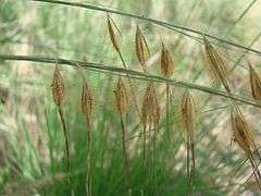 Dry grass spikelets