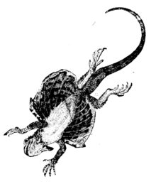 A diagram of a gliding lizard