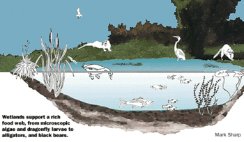 Depiction of the food web of a freshwater wetland.