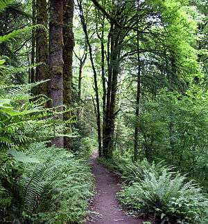 An unpaved path about 2 feet (0.6 meters) wide runs through a forest with a thick understory of ferns.