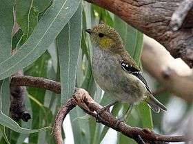 Forty-spotted pardalote perched on a branch amid eucalypt foliage