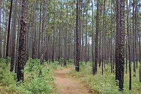 A trail through pine forest.