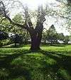 The sun shining through a tree at Frazer Park