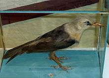 Dark bird with white head and long, slender, curved beak