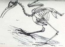 Drawing of bird skeleton on a branch