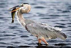 A Great Blue Heron with tall legs immersed partially in water, standing with its prey in beak.