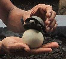 A tour guide holds up a tortoise egg and a small tortoise. The egg comfortably rests in the palm of a hand. It is spherical and the size of a billiard ball. It has a smooth, white surface with a light layer of soil on it. The tortoise is held by the other hand, above the egg. The width of the tortoise is only marginally wider than the egg.