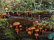 A few dozen brownish-orange mushrooms of various sizes growing on a rotted log covered with moss. The caps of the mushrooms are rolled inwards, and rest on stems that range in color from whitish to light orange-brown. Several of the stems have small, dark orange rings near the top.
