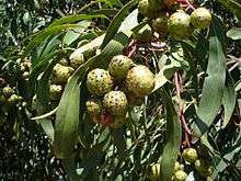 Round green ball-like galls among green phyllodes (leaves)