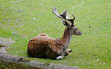 A Persian fallow deer buck lying in the grass.