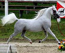 A light gray horse moving at a trot through an arena with all four feet off the ground. The tail is upright and the neck is arched.