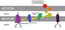 Electron Transport Chain to move electrons to outer membrane of Geobacter Sulfurreducens