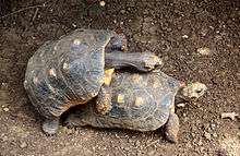Two mating red-footed tortoises, male perched on the carapace of the female, clasping at the sides, head arched over her