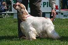A mostly white colored dog with long hair and a orange colored face. A person is holding its head and tail into the correct position for showing at a dog conformation show