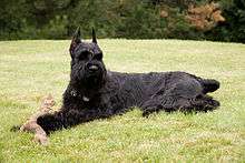 A black Giant Schnauzer at rest, with a dog toy in its paws. The dog is looking alertly at something out of frame.