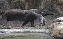 The giant anteater, one of the inhabitants of Los Katíos..