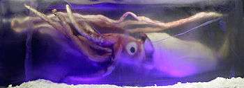 Photo of squid with prominiently visible eye