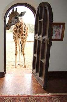 A Rothschild giraffe at the front door of Giraffe Manor.