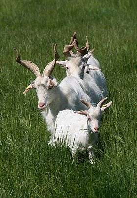 a group of white goats with long twisted horns