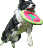 Gitit logo: dog catching frisbee