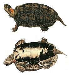 Two drawings of a bog turtle that show both the top (carapace) and bottom (plastron). It is brown and black except for a bright spot on the side of its neck