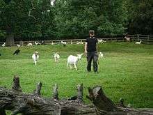 Dr Christian Nawroth showing how goats follow humans about.