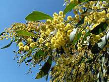 Green leaves and numerous small yellow round flowerheads against the sky