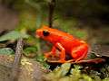 An orange-red frog