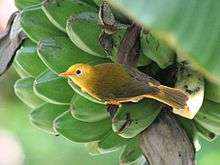 Small yellow bird clings to the side of a bunch of green bananas in a tree