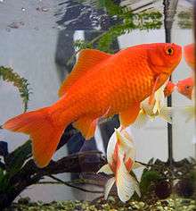 Aquarium scene with a bright orange goldfish swimming, tail at lower left, head at upper right, with some driftwood and another goldfish,  white and orange, behind.