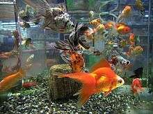 Photograph showing an aquarium with variously colored and patterned goldfish