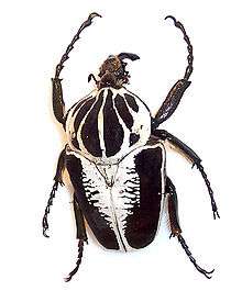 a Goliath beetle facing up with white stripes on carapace