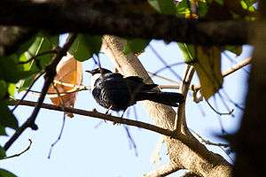 Male white-collared starling perched in a tree