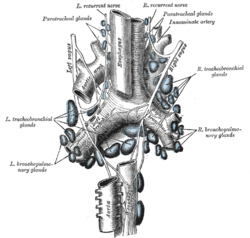 A diagram showing lymph glands and the recurrent laryngeal nerve