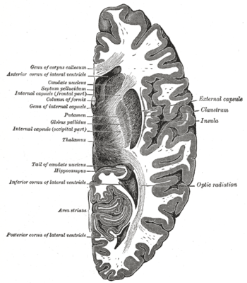 right hemisphere of the brain.