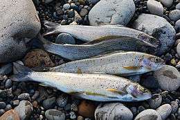 Four Arctic grayling lying on the rocks of a riverband