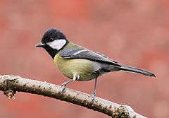 The bird has a black head with a prominent white cheek, a greenish back, a blue wing with a prominent white bar, and a yellowish belly.