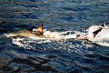 Photo of shark swimming at water surface