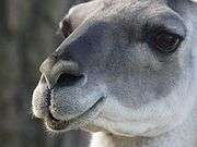 The face of a guanaco