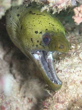 Photo of eel in coral with wide open mouth