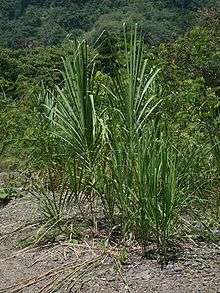 Tall grass plants resembling cane