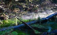 Fog rising from moss-covered tree trunks